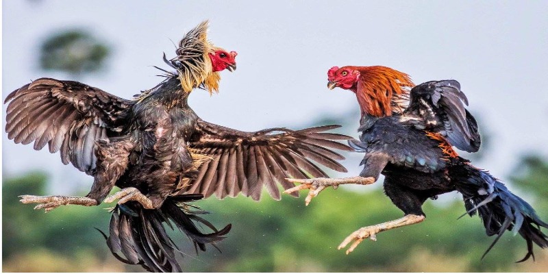 Quy định về chiến kê tham gia trận đấu